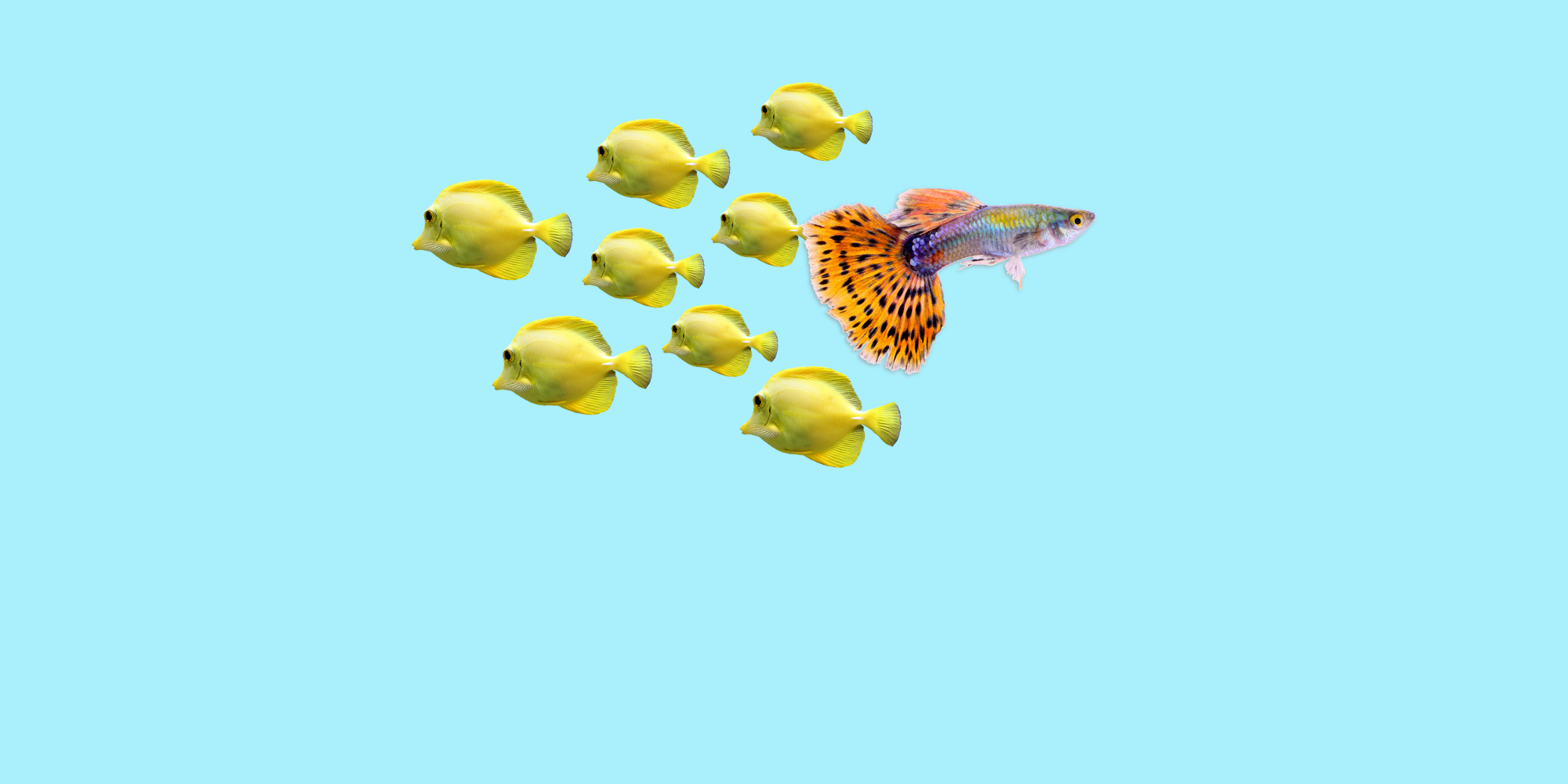 Foto: Fische