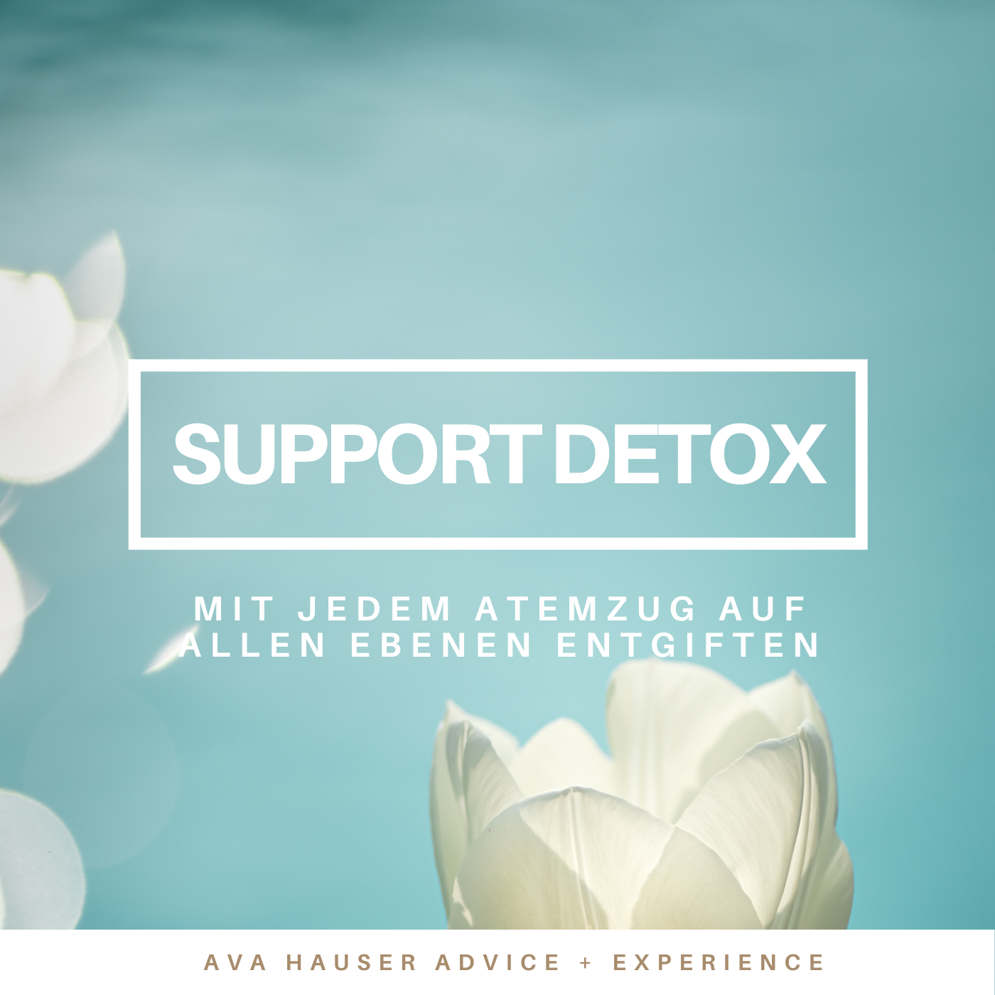 Support Detox - Entgiftung aktivieren - Meditation - Richtungswechsel-Shop